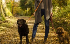 Laisse Pour Chien En Corde Réglable (11 Couleurs) 23 Laisse Pour Chien En Corde Réglable (11 Couleurs) -Hariet & Rosie Sans titre