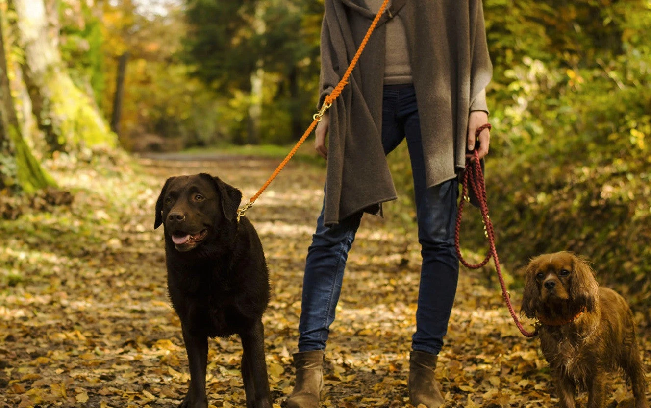 Laisse Pour Chien En Corde Réglable (11 Couleurs) 11 Laisse Pour Chien En Corde Réglable (11 Couleurs) – Image 9