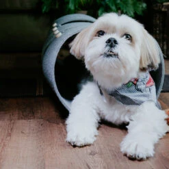 Tunnel Pour Chat FuzzPlay -Hariet & Rosie Shila Produkte Filz 3362 Bearbeitet 900x a1f4acdc 0f06 411c af9a c8649209a5d4