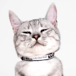 Collier Pour Chat Nice Grill Noir Et Crème 7 Collier Pour Chat Nice Grill Noir Et Crème -Hariet & Rosie Studio Cat Nice Grill Cream Black 01