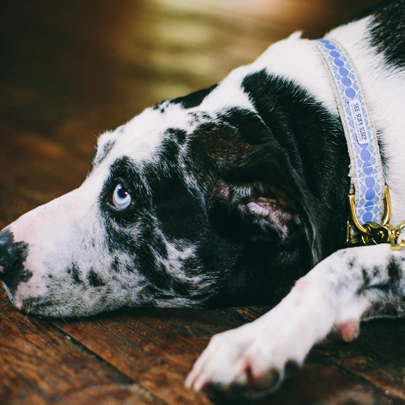 Collier Pour Chien You’re A Stud Cream & Lake Blue 6 Collier Pour Chien You’re A Stud Cream & Lake Blue – Image 4