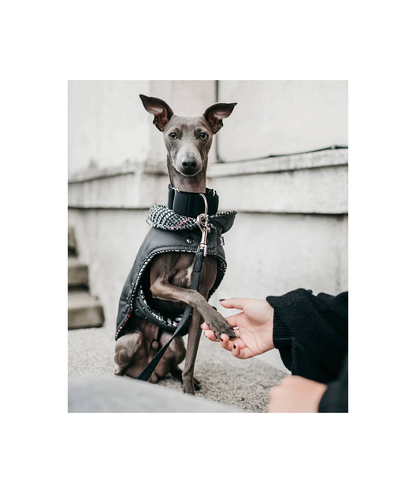 Manteau Pour Lévriers 11 Manteau Pour Lévriers – Image 9