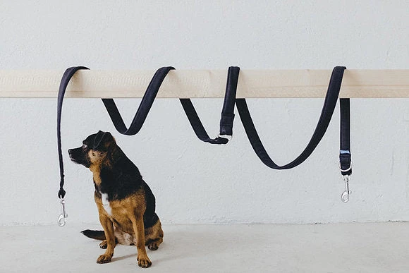 Laisse Destroyer - Basic 8 Laisse Destroyer - Basic – Image 6