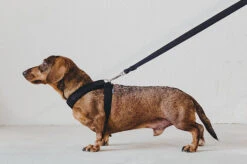 Laisse Destroyer - Basic 11 Laisse Destroyer - Basic -Hariet & Rosie bbe331 d431baa301d1439fad1bdf509d52d344 mv2 767899c4 b2ac 40b7 bc99 6abbc89d6c1b