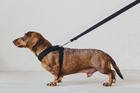 Laisse Destroyer - Basic 6 Laisse Destroyer - Basic – Image 4