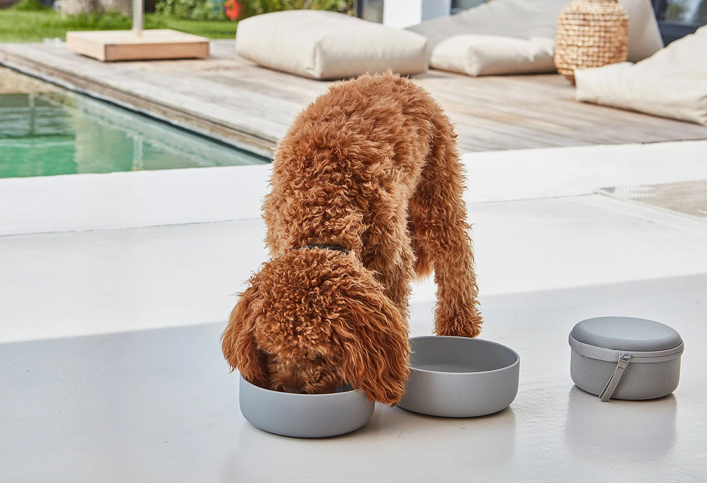 Bento De Voyage Pour Chien 8 Bento De Voyage Pour Chien – Image 6