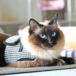 Harnais GARBO B Pour Chat 11 Harnais GARBO B Pour Chat -Hariet & Rosie caua hb9488 bk 2