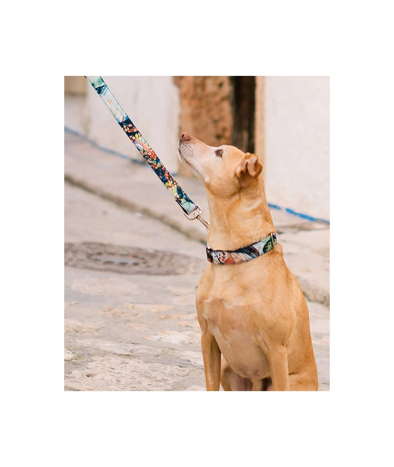 Laisse Pour Chien à Fleur Ebre 4 Laisse Pour Chien à Fleur Ebre – Image 2