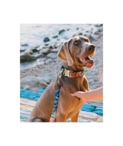 Collier Pour Chien Portlligat Tropical 7 Collier Pour Chien Portlligat Tropical -Hariet & Rosie collar para perro brottdog textura portlligat 7d49674f 66d4 469d b391 2e7386d96979