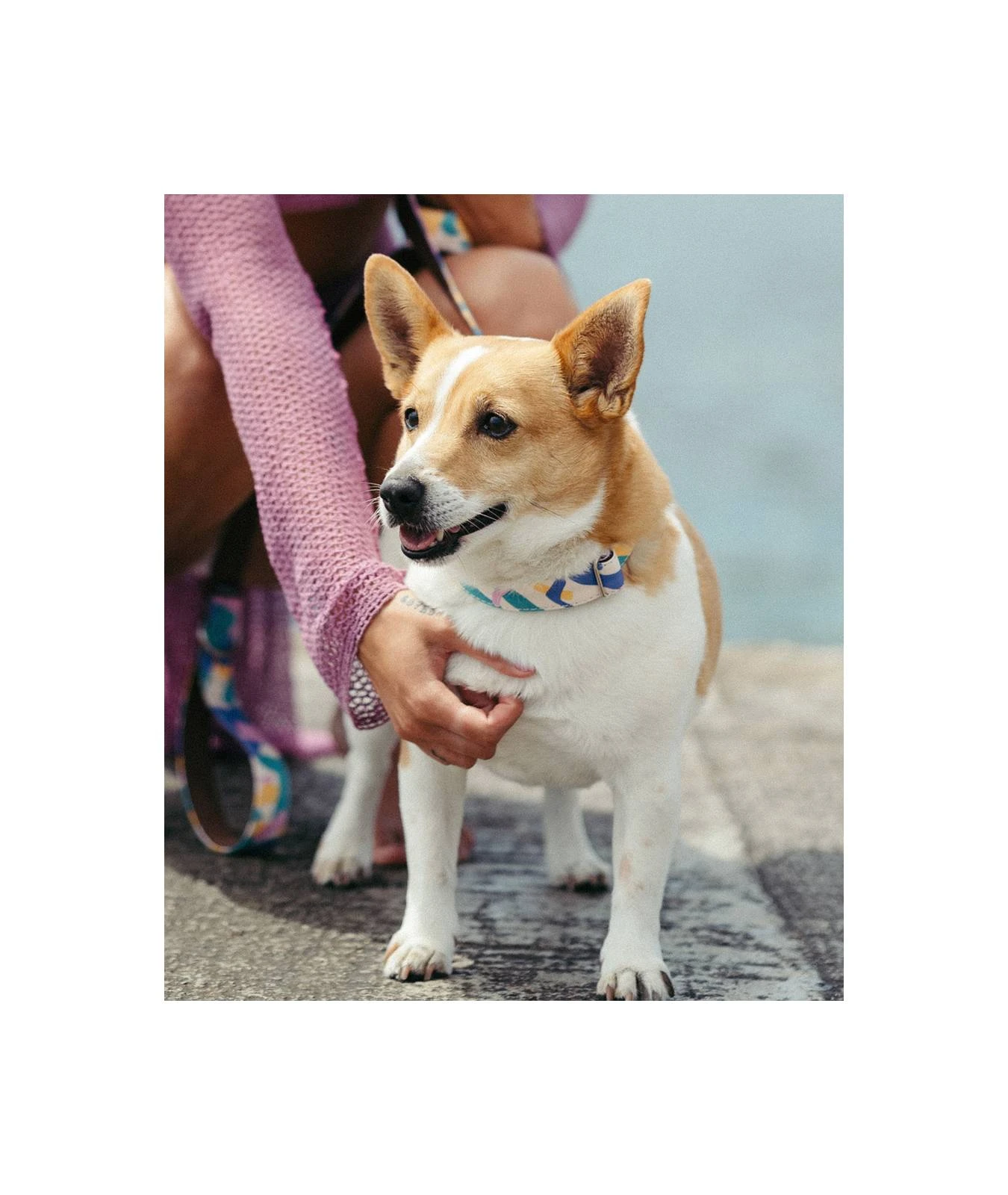 Collier Pour Chien Montroig 4 Collier Pour Chien Montroig – Image 2