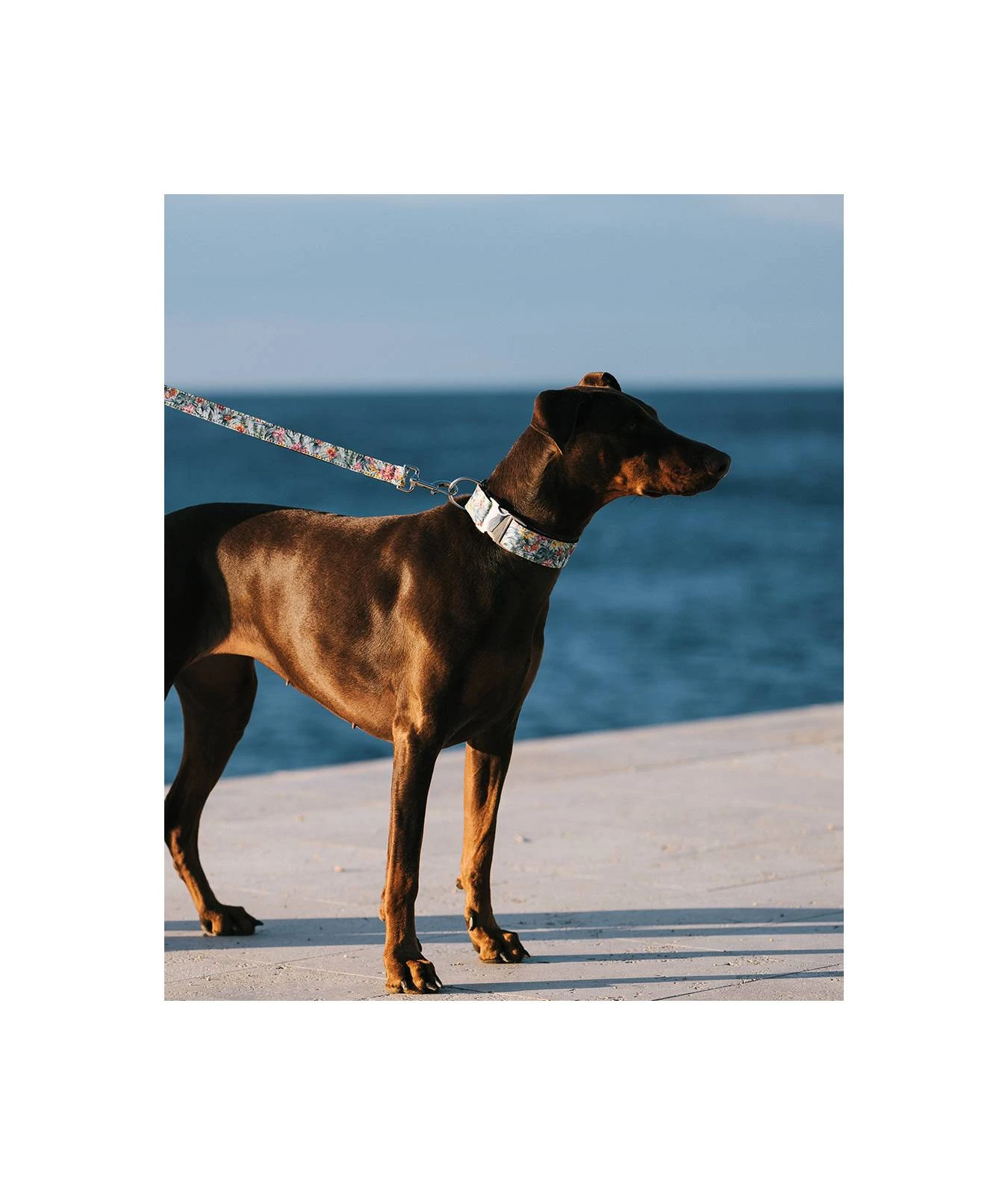 Collier Pour Chien Perelada 4 Collier Pour Chien Perelada – Image 2