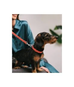 Laisse Pour Chien Mirallès -Hariet & Rosie collar perro estampado textura riells d38423a7 cfb6 4237 ab9d cf7f54217a06