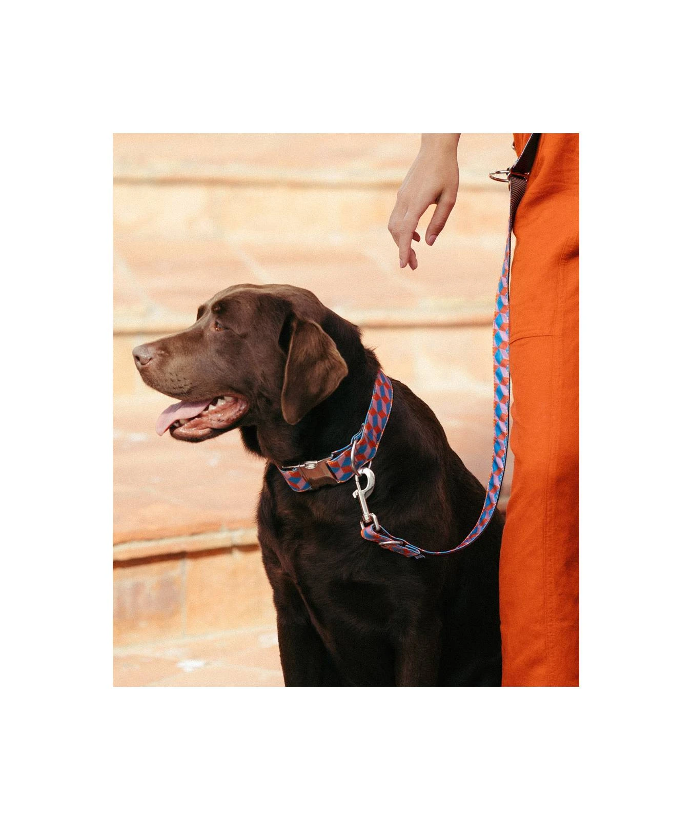 Laisse Pour Chien Satuna 4 Laisse Pour Chien Satuna – Image 2