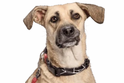 Collier Pour Chien Broken Self -Hariet & Rosie collare broken self header top transparent 03