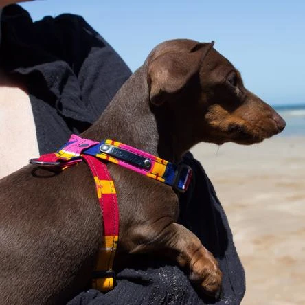 Harnais Pour Chien Dakar 4 Harnais Pour Chien Dakar – Image 2