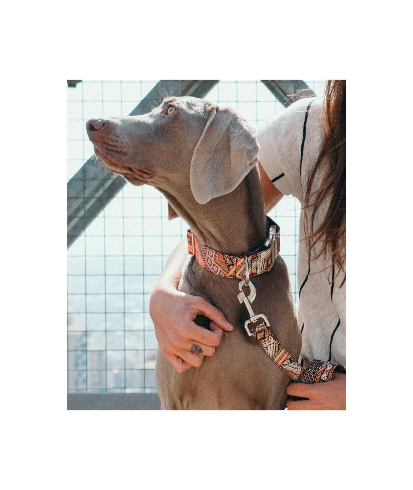 Collier Pour Chien Barcelona 5 Collier Pour Chien Barcelona – Image 3