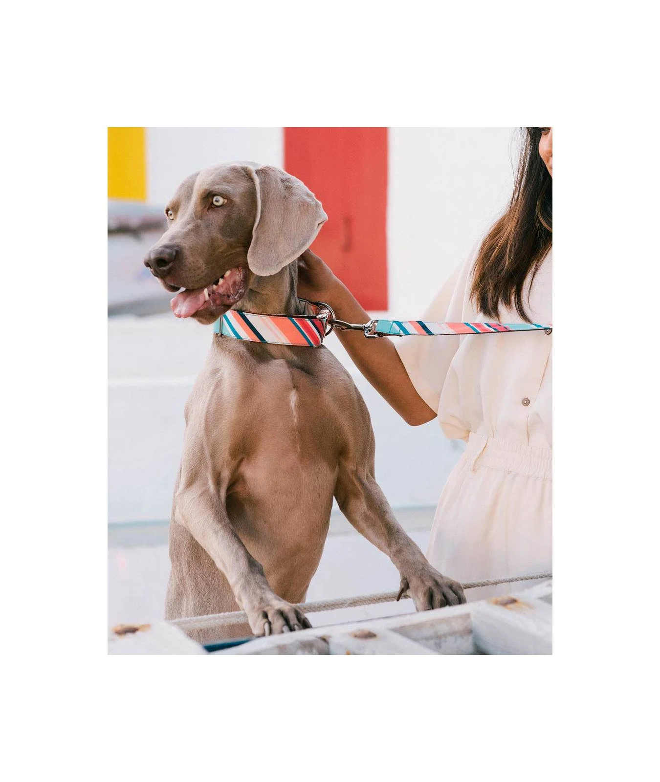 Collier Pour Chien Morisca Classique Et Martingale 4 Collier Pour Chien Morisca Classique Et Martingale – Image 2