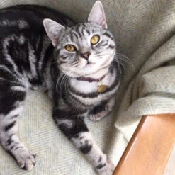 Collier Pour Chat En Cuir Bernie -Hariet & Rosie download