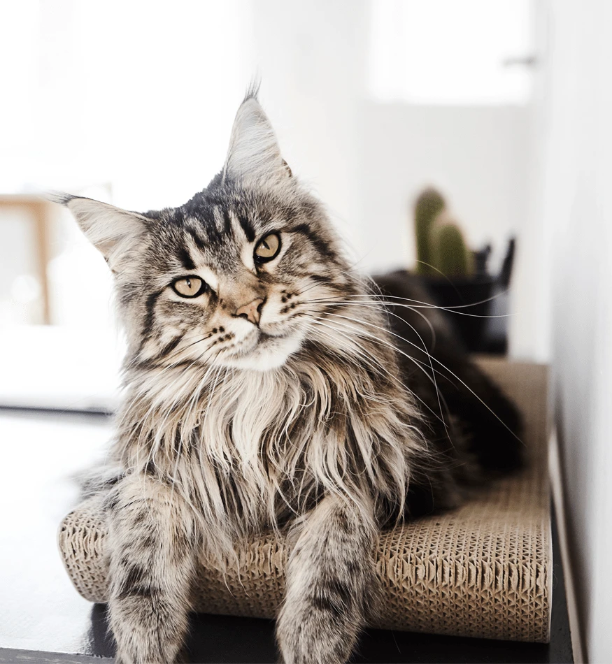 Griffoir En Carton Pour Chat Design TOBI 9 Griffoir En Carton Pour Chat Design TOBI – Image 7