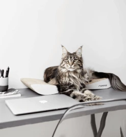 Griffoir En Carton Pour Chat Design TOBI 14 Griffoir En Carton Pour Chat Design TOBI -Hariet & Rosie eng pl Scratcher TOBI white 19 6