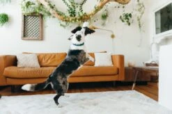 PLAY Peluche Aigle -Hariet & Rosie fetching flock edgar the eagle toy action shot