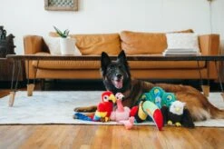 PLAY Peluche Perroquet 8 PLAY Peluche Perroquet -Hariet & Rosie fetching flock plush toy set lifestyle image 2