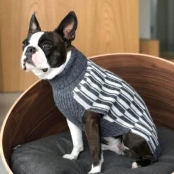 Pull Pour Chien Giulia 7 Pull Pour Chien Giulia -Hariet & Rosie giulia grey life 1024x f7070200 1947 4996 b7bd dbb8e7167074