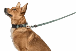 Laisse Rage Labyrinth 7 Laisse Rage Labyrinth -Hariet & Rosie guinzaglio rage labyrinth header top transparent c