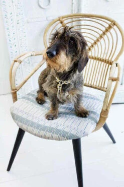 Harnais Grill See Scout Sleep -Hariet & Rosie harness nice grill cream and black small dashhound