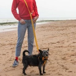 Laisse Fireworks 9 Laisse Fireworks -Hariet & Rosie hf 621x621 b3fa2ed0 34d8 4674 8285 f5d2bcd21360