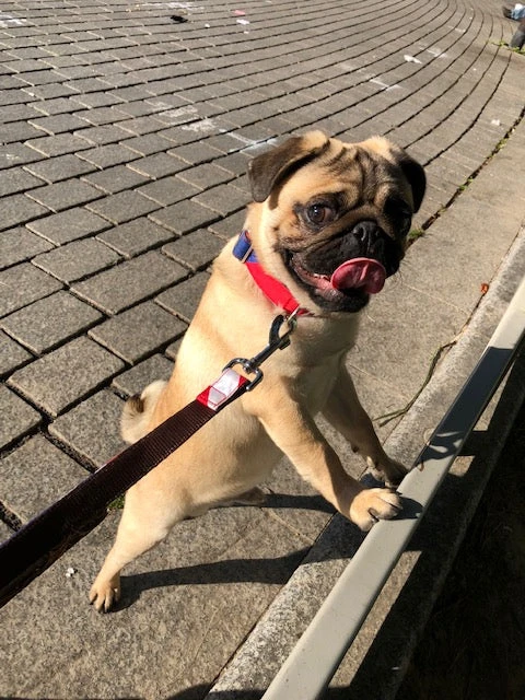 Collier Pour Chien Beleser Classique Et Martingale 5 Collier Pour Chien Beleser Classique Et Martingale – Image 3