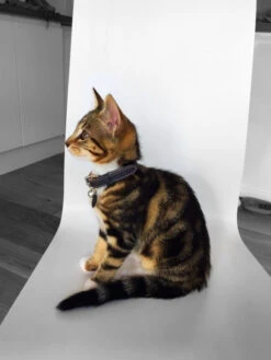 Collier Pour Chat En Cuir Gris -Hariet & Rosie image3