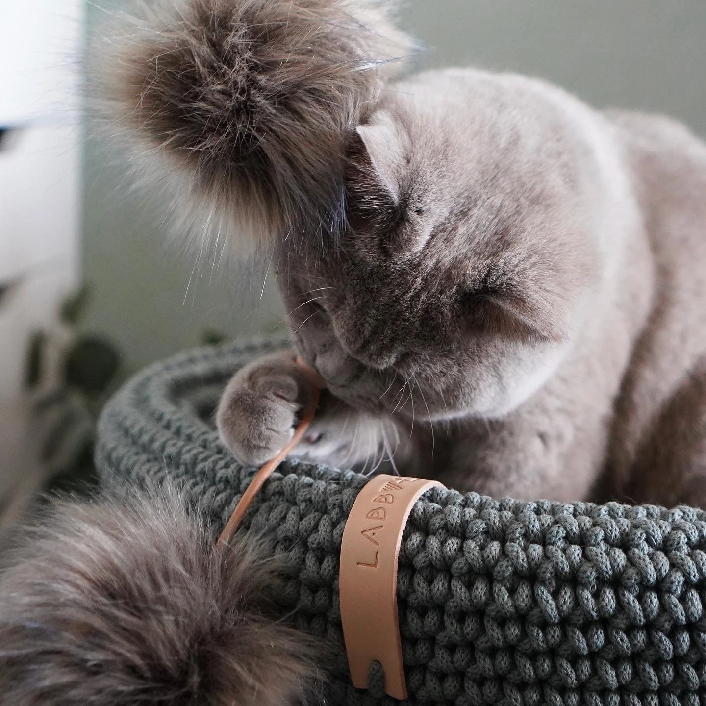 Jouet Pour Chat Tollo 7 Jouet Pour Chat Tollo – Image 5