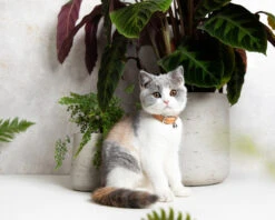 Collier En Cuir Pour Chat Collection Velouté 11 Collier En Cuir Pour Chat Collection Velouté -Hariet & Rosie image 5fc4db7b 4bb3 4fb7 b1e5 7a0a77fdb430