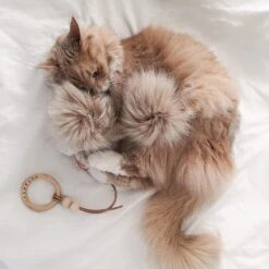 Jouet Pour Chat Tollo 11 Jouet Pour Chat Tollo -Hariet & Rosie image a3d27e3f 9580 40bb 9fec bf4e6a3202f8