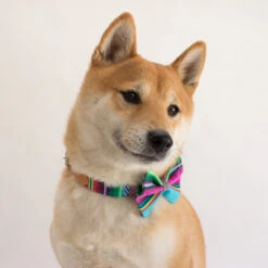 Noeud Papillon Pour Chien Inca Blue -Hariet & Rosie inca botanical blue pets hiro and wolf web 4 1024x1024 fe72e44d 28eb 46db a30e 6b7fad2b0a8e