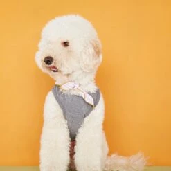 Body Pour Chien Josef -Hariet & Rosie josef 1