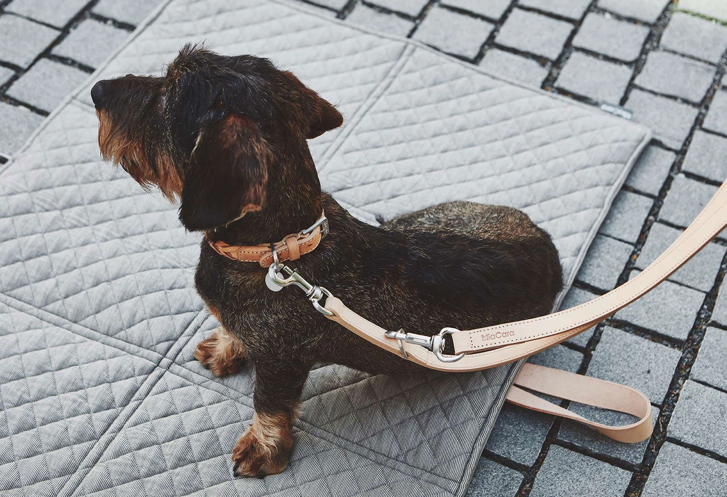 Collier En Cuir Pour Chien Bergamo 6 Collier En Cuir Pour Chien Bergamo – Image 4