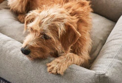 Lit Pour Chien Orthopédique Mare -Hariet & Rosie mc mare sand 4