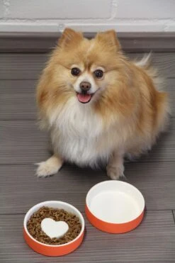 Bol Anti-glouton Pour Chat Et Petit Chien -Hariet & Rosie p 774e442a 307e 49b4 bce6 3d50acc2b8ef