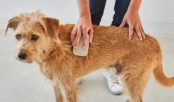 Brosse Pour Chien (poil Court Et Long) -Hariet & Rosie pelo buehne