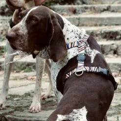 Harnais En H Pour Chien Spaghetti -Hariet & Rosie pettorina h spaghetti incident mini gallery 02