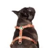 Harnais En Cuir Turquoise Rock Dog Dwam -Hariet & Rosie rock dog harness xxs 6516 en G