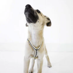 Harnais Grill See Scout Sleep -Hariet & Rosie scene harness puppy nice grill cream and black 1 700x700 1