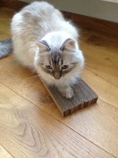 Tipi Pour Chat Design En Carton Recyclé (3 Couleurs) 6 Tipi Pour Chat Design En Carton Recyclé (3 Couleurs) – Image 4