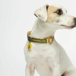 Collier Pour Chien Sonia -Hariet & Rosie tpw sonia collar01 01