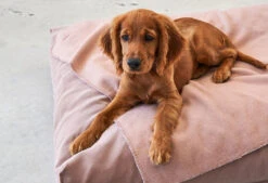 Coussin Relaxant Pour Chien Velluto 11 Coussin Relaxant Pour Chien Velluto -Hariet & Rosie velluto kissen bildergalerie