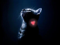 Woufki Led - Lumière De Sécurité -Hariet & Rosie woukiled chat