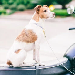 Collier Pour Chien You’re A Stud Cream & Lake Blue 8 Collier Pour Chien You’re A Stud Cream & Lake Blue -Hariet & Rosie youreastudcreamandblue